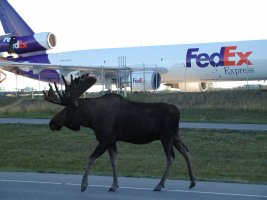 FedEx Moose